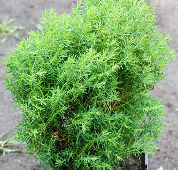 Туя западная Тедди (Teddy)