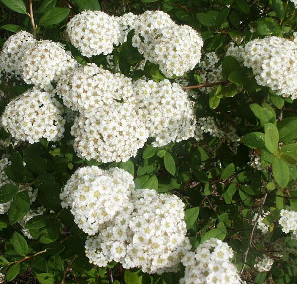 Спирея ниппонская 'Сноумаунд'