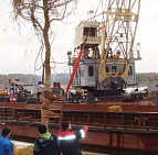 Фотоальбом Посадка крупномеров на берегу Клязьминского водохранилища с баржи. Ива желтокорая. Фотография 19