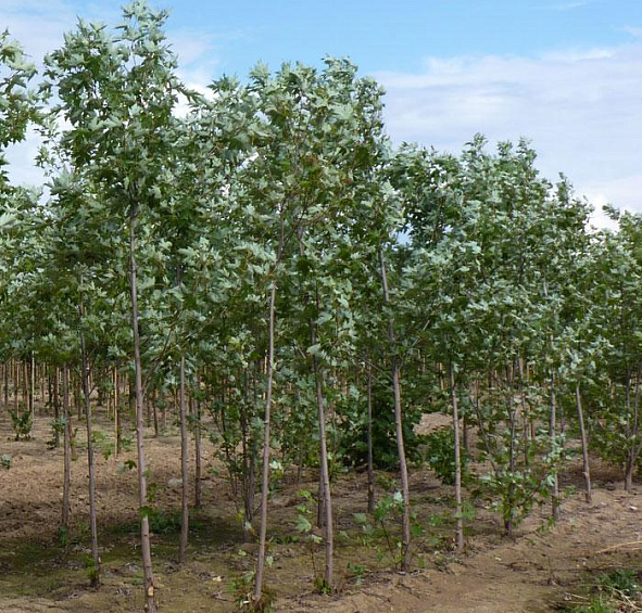 Клен сахарный (серебристый)