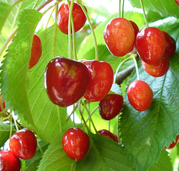 Вишня обыкновенная 'Багряная'