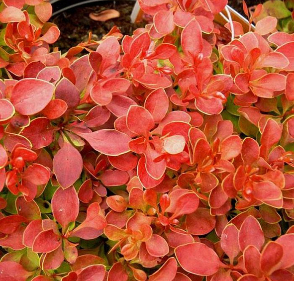 Барбарис Тунберга 'Адмирейшн'