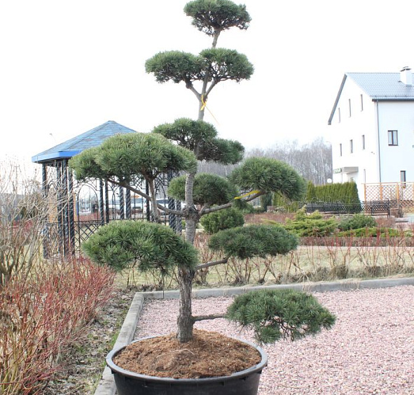 Сосна обыкновенная бонсай