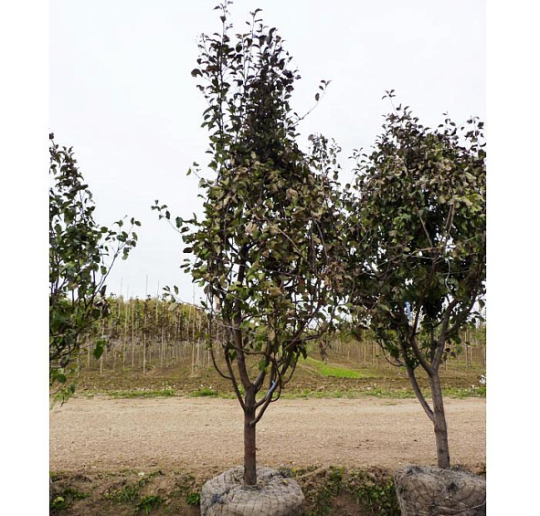 Яблоня домашняя 'Северный Синап'