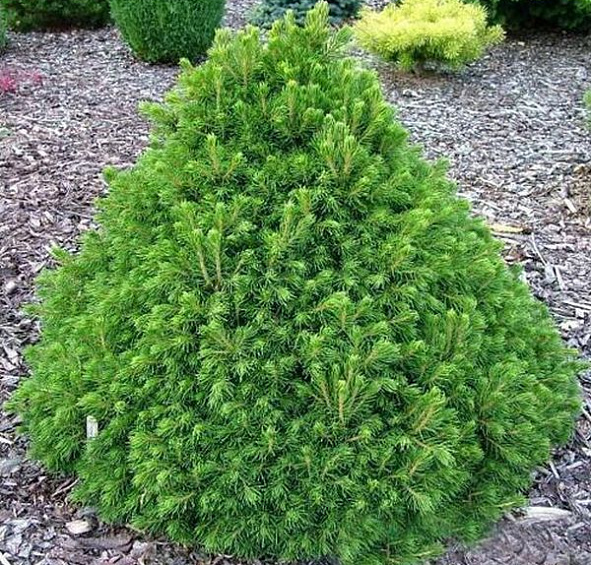 Ель обыкновенная Томпа (Tompa)