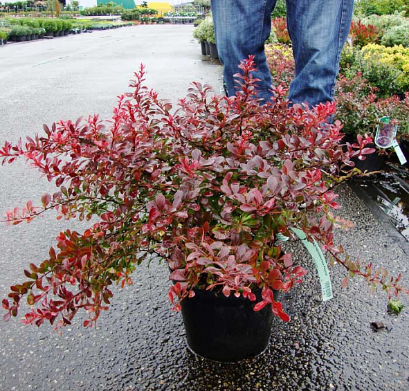 Барбарис Тунберга 'Адмирейшн'