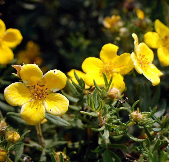 Лапчатка кустарниковая