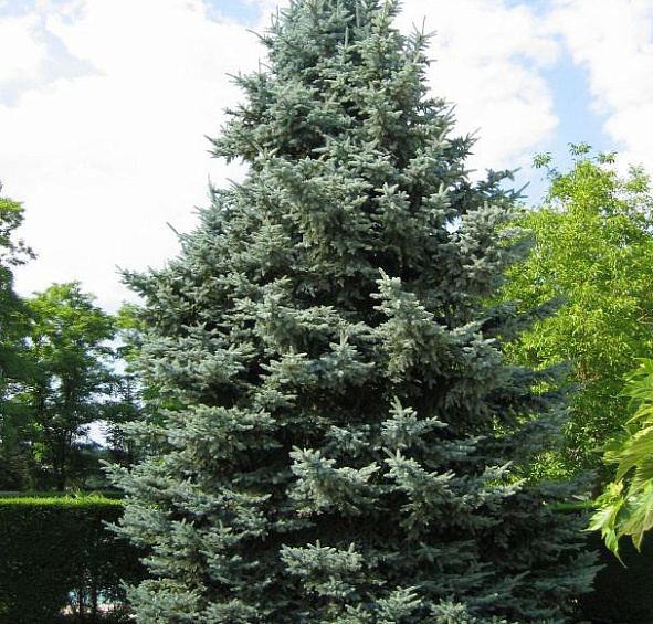 Ель колючая 'Блу Даймонд'