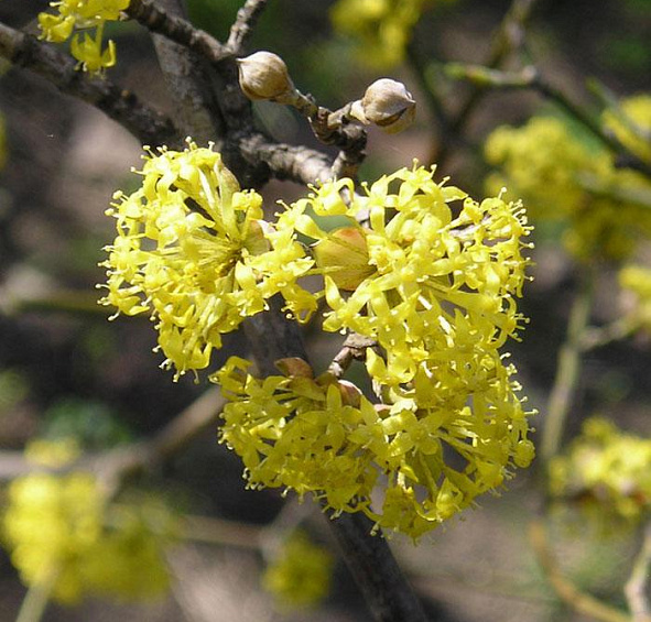 Дерен мужской