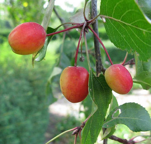 Яблоня декоративная 'Рудольф'