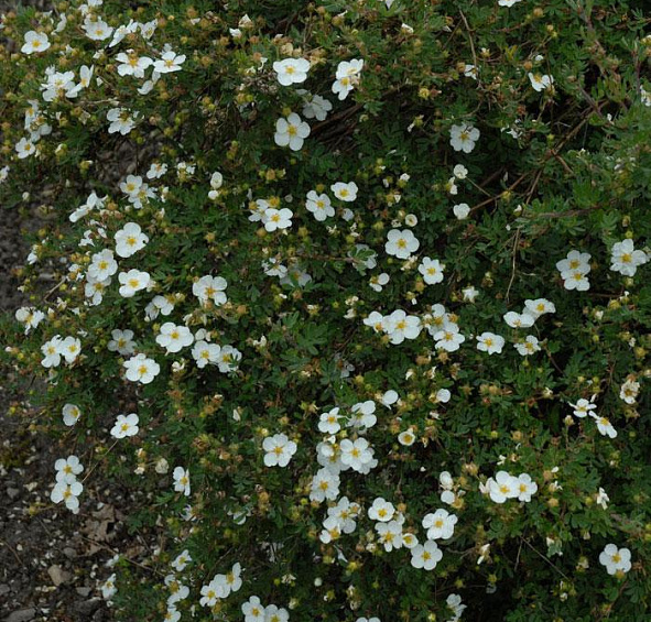 Лапчатка кустарниковая 'Абботсвуд'