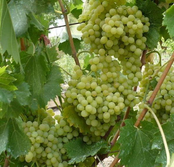 Виноград 'Кишмиш 342'