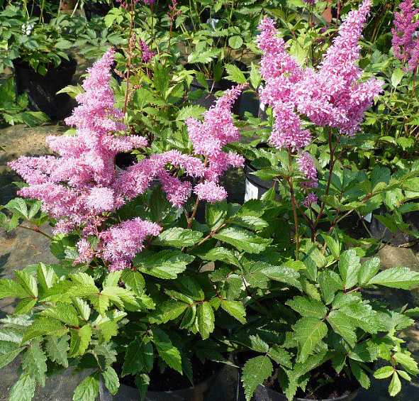 Астильба арендса Каттлея