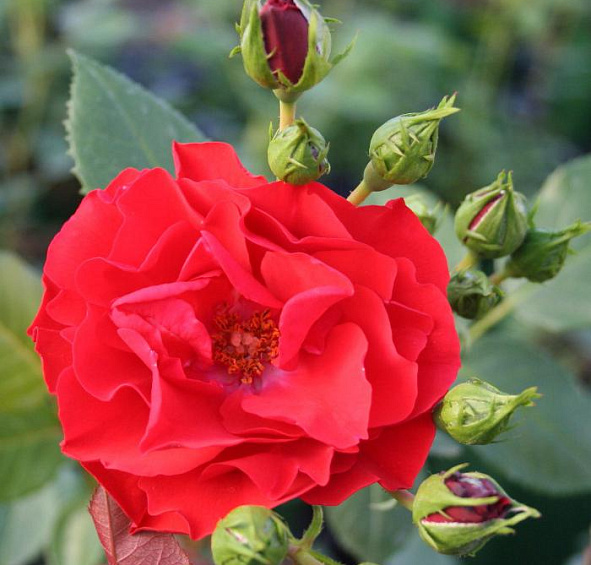 Роза Аллотрия (Allotria)