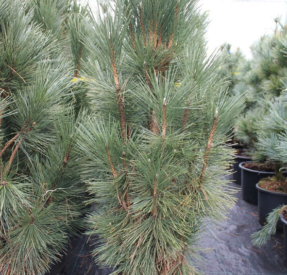 Сосна черная 'Грин Тауэр'