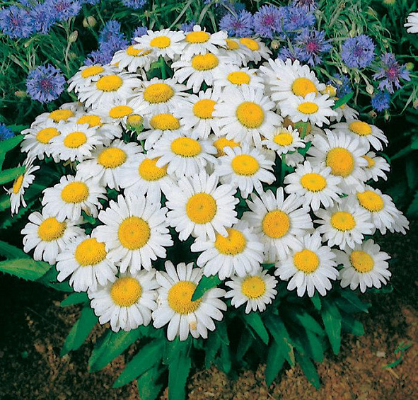 Нивяник Дварф Сноу Леди