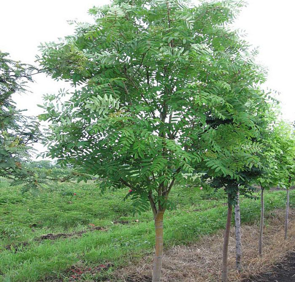 Рябина обыкновенная 'Эдулис'