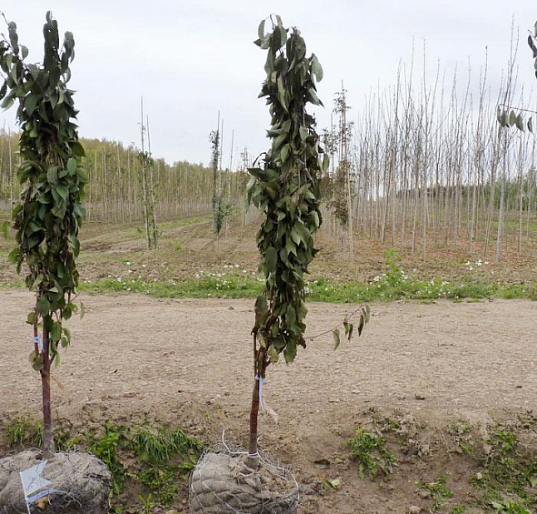 Вишня обыкновенная 'Харитоновская'