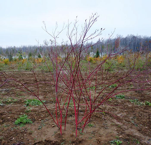 Дерен белый