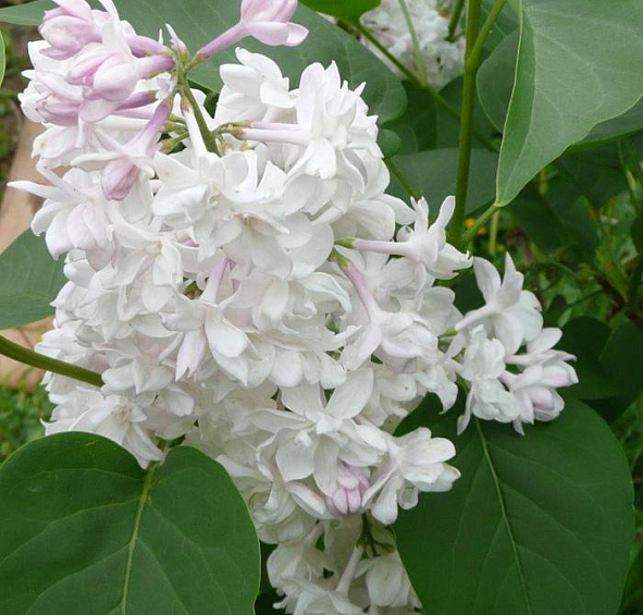 Сирень обыкновенная 'Красавица Москвы' (розово - белая)