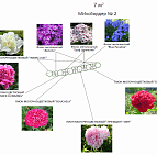 Дмитрий Миронов – проект коттеджного участка – садовый центр «Южный» Микс-бордер из пионов и флоксов