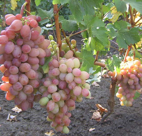 Виноград Водограй