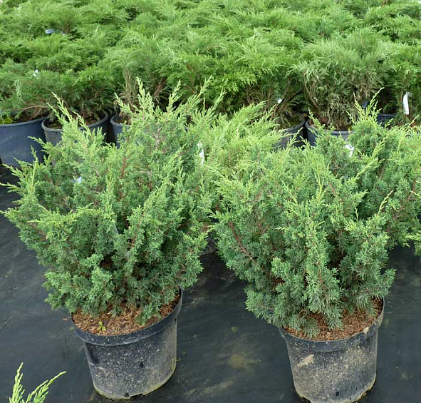 Можжевельник китайский 'Блау'