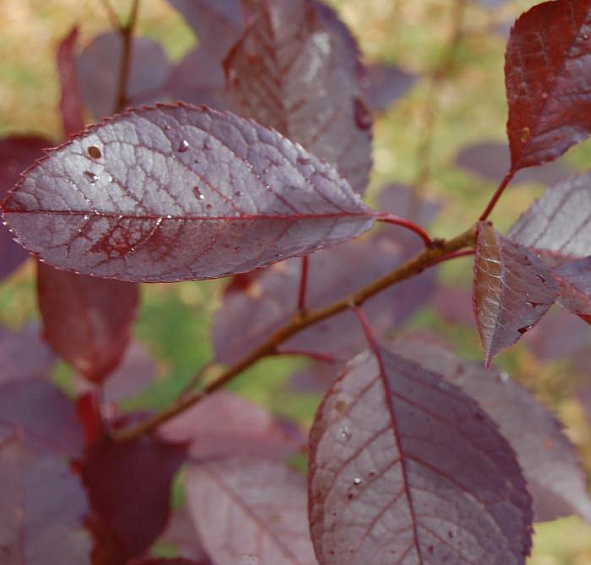 Черемуха виргинская 'Шуберт'