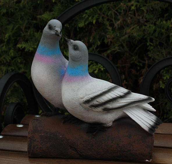 Голуби дикие пара АФ0393