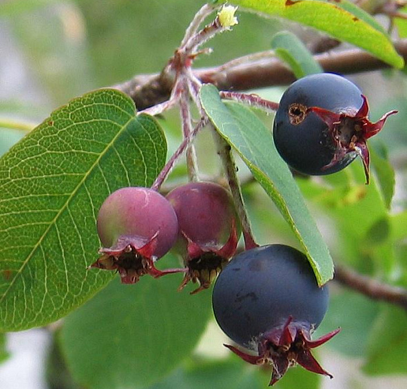 Ирга круглолистная