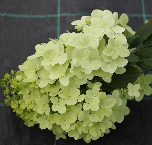 Гортензия метельчатая 'Диамантино'