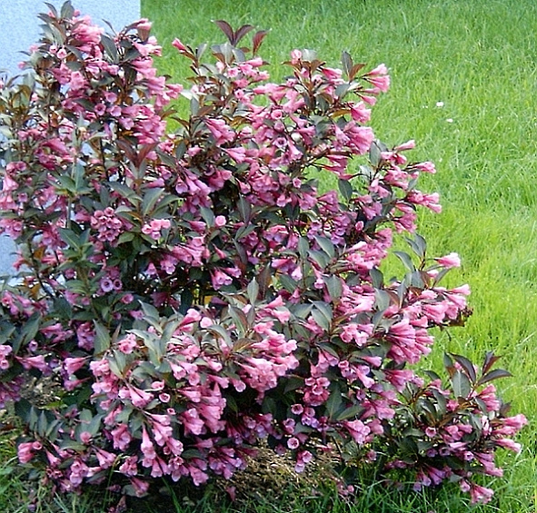 Вейгела цветущая 'Розеа'