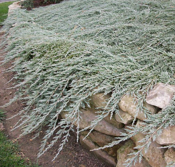 Можжевельник горизонтальный 'Айс Блю'