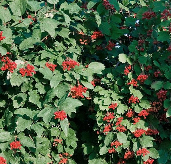 Калина Шукшинская