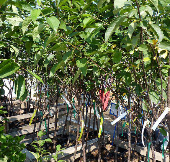 Вишня обыкновенная 'Тургеневская'