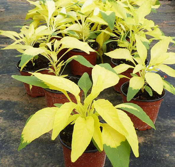 Амарант Трехцветный Аурора