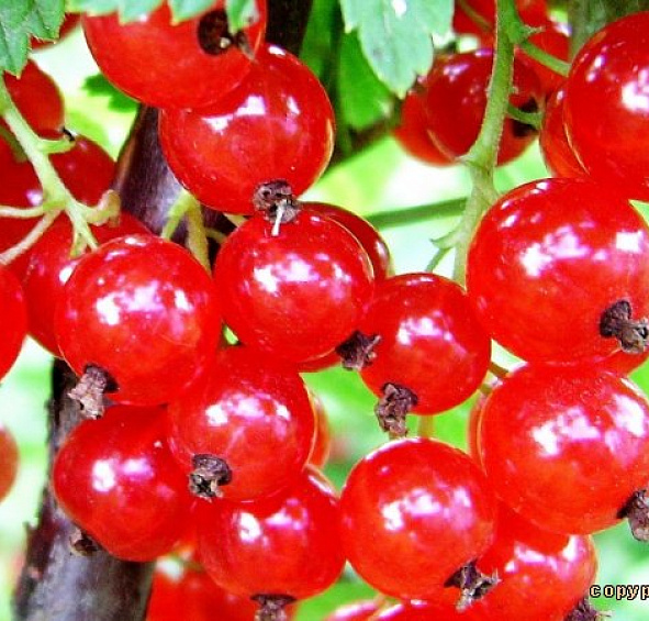 Смородина красная 'Сахарная'