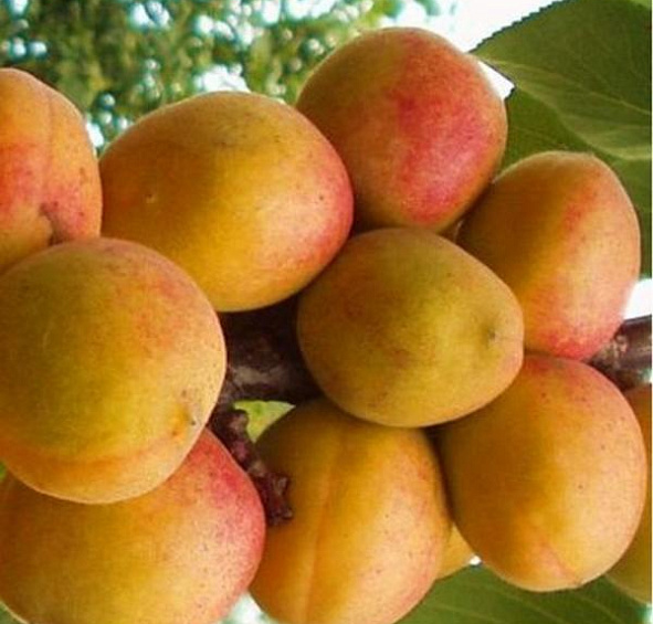 Абрикос 'Компотный'