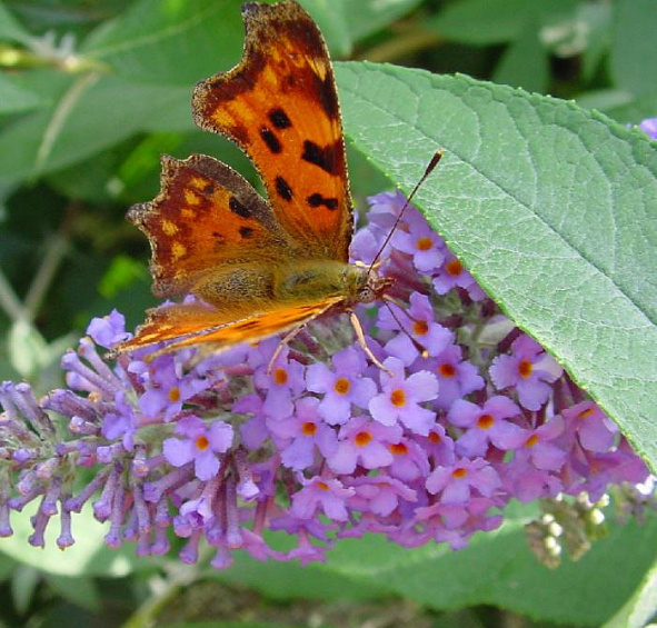 Буддлея Давида 'Лочинч'