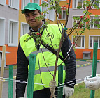Фотоальбом Наш лес. Посади дерево 2015 10