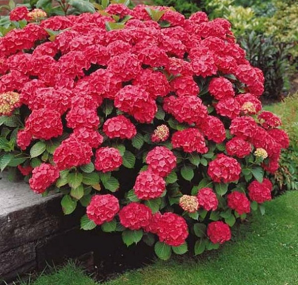 Гортензия крупнолистная 'Ред Энджел'