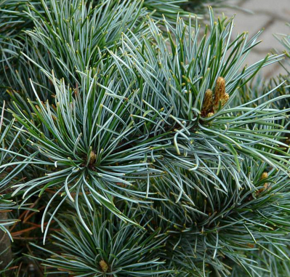 Сосна мелкоцветковая 'Негиши'