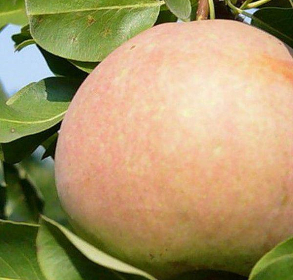 Груша Россошанская поздняя