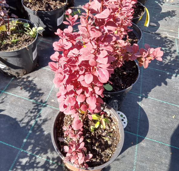 Барбарис Тунберга 'Оранж Рокет'