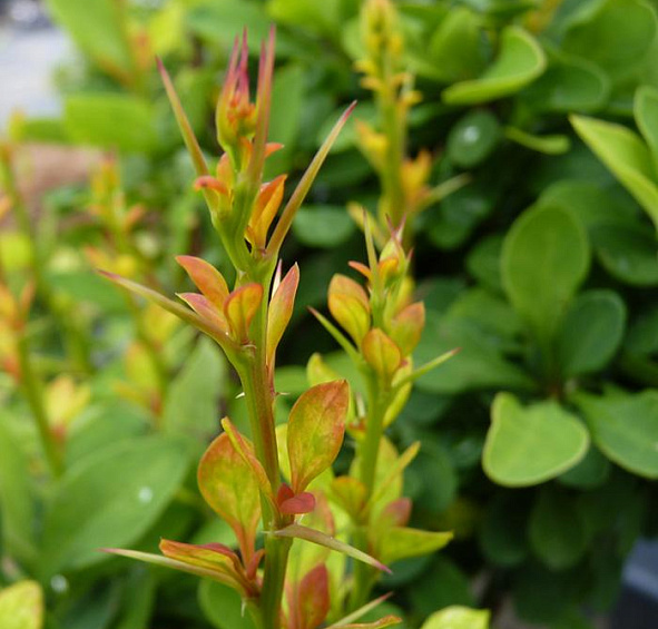 Барбарис Тунберга 'Паувау'