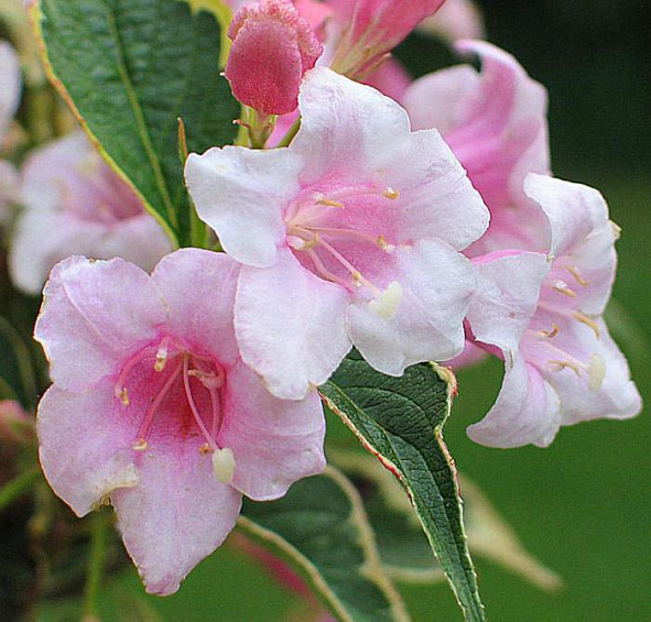 Вейгела 'Нана Вариегата'