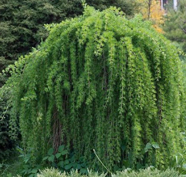 Лиственница тонкочешуйчатая (Кемпфера, японская) 'Стифф Випер'