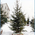 Фотоальбом Хвойные деревья с комом для зимней посадки. Ель, сосна. Фотография 4