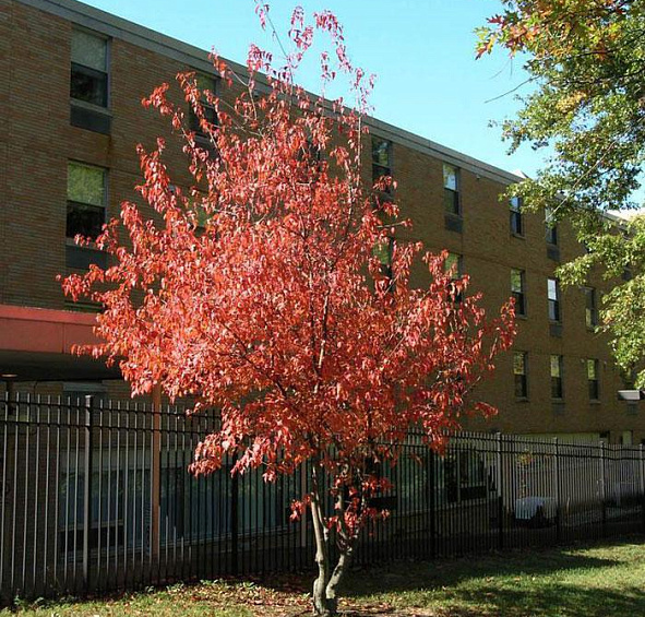 Клен гиннала