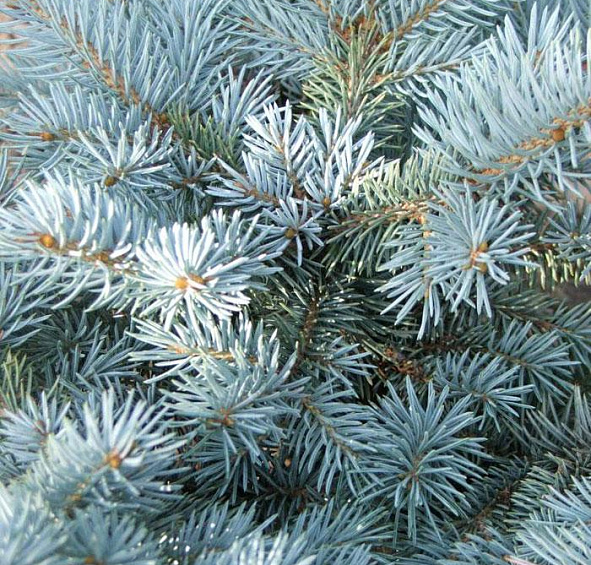Ель колючая 'Глаука'